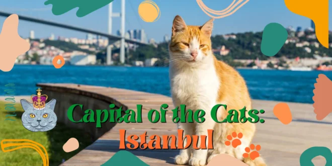 Capital of the Cats Istanbul!
