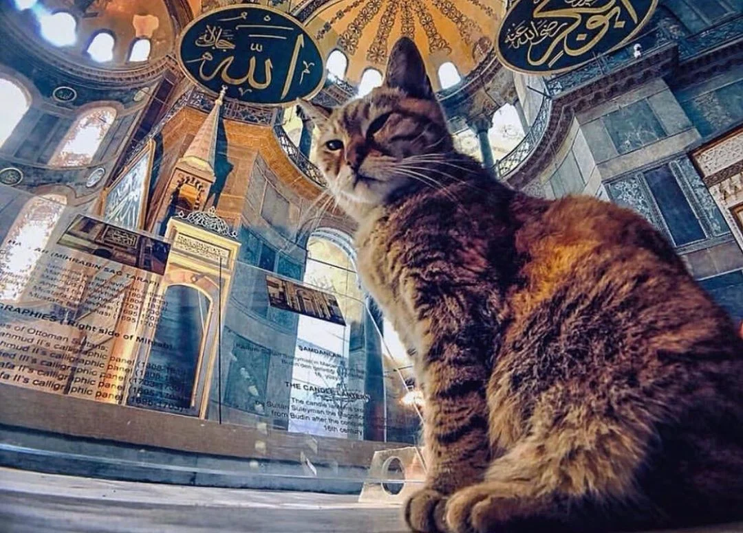 Gli, the famous cat of Hagia Sophia