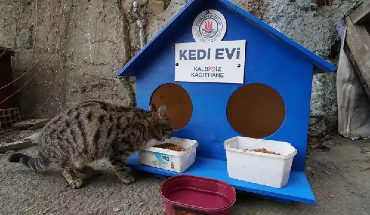 Kedi Evi means "Cat House"