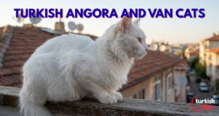 Turkish Cats: Angora and Van
