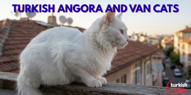 Turkish Cats: Angora and Van